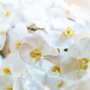 エミリオロバ Emilio Robba