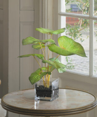 カラジュームM26