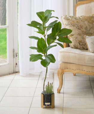 フィカスアルテシーマ2L26