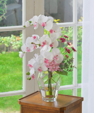 ファレノプシスリップピンク2L26