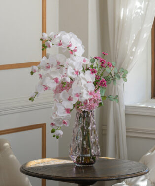 ファレノプシスリップピンク4L26