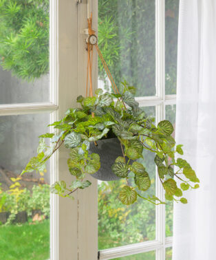 ハンギングユキノシタL26