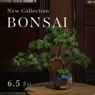 【NEW ARRIVAL】BONSAI COLLECTION