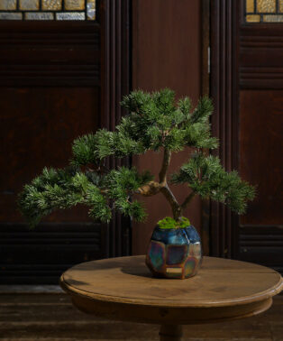 BONSAI2L26-a