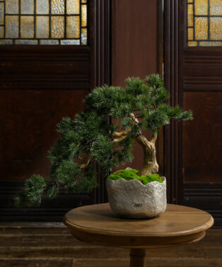 BONSAI2L26-b